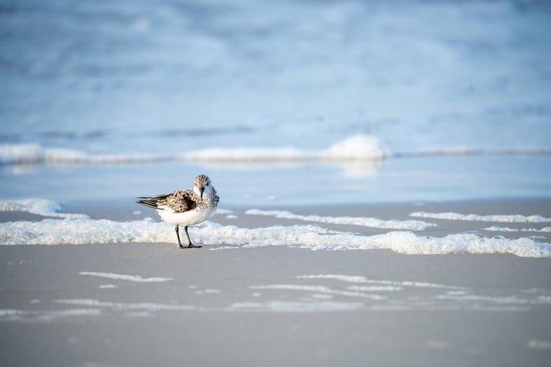 Beachfront Havens